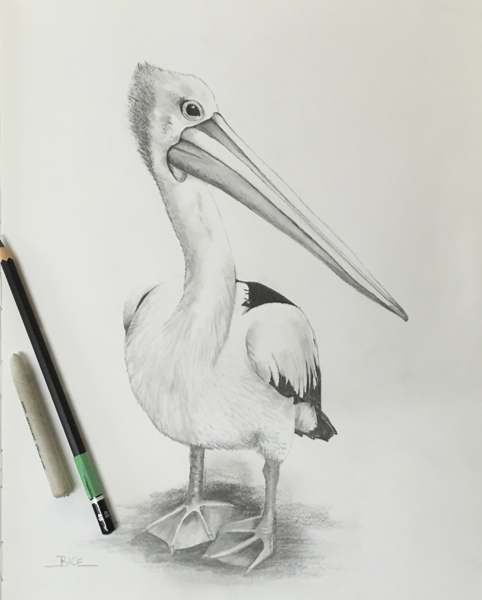 Pelican Drawing art, art classes, art workshops, pencil art, art class Maleny. art class Sunshine Coast.